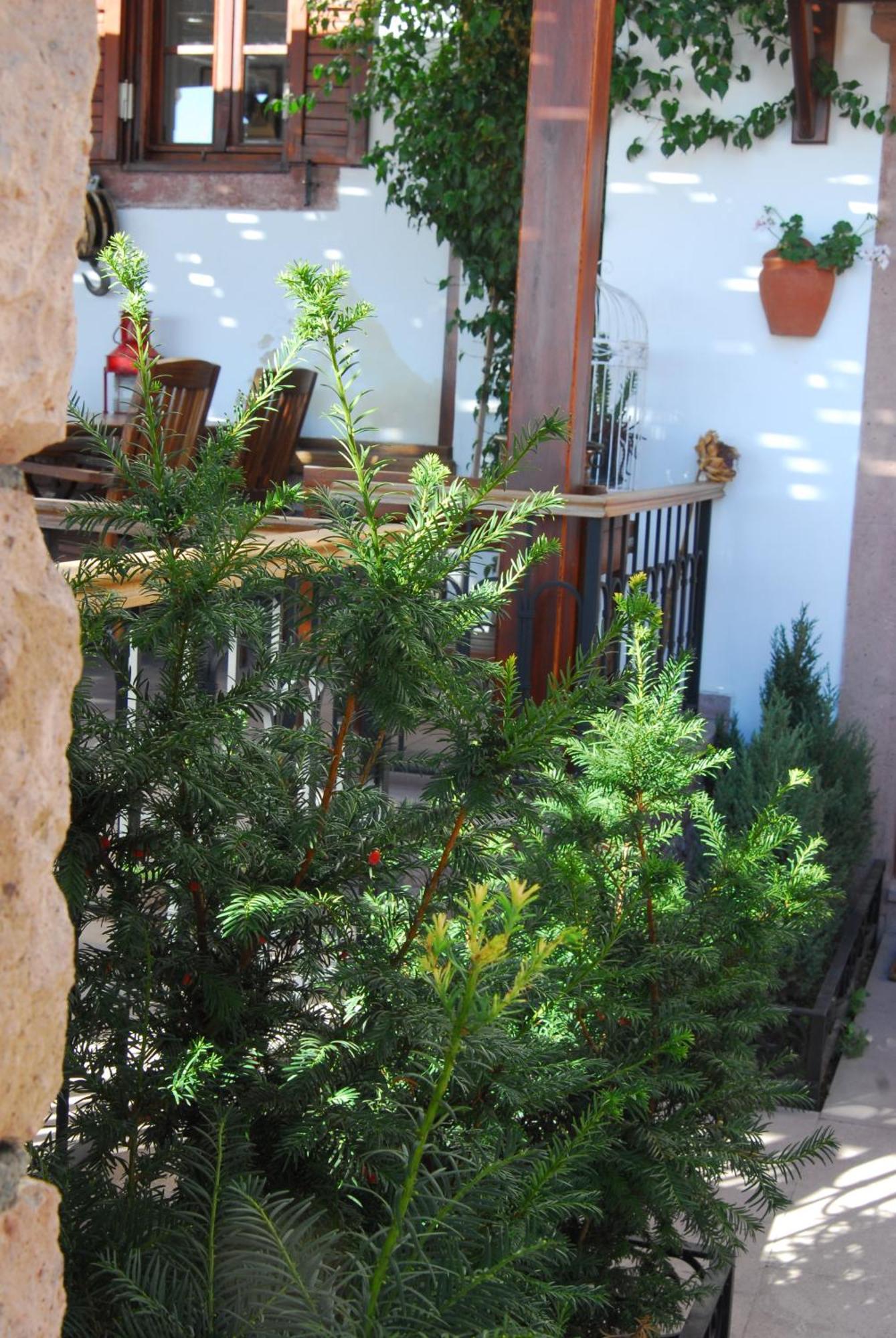 Aliye Hanim Hotel Ayvalik Luaran gambar